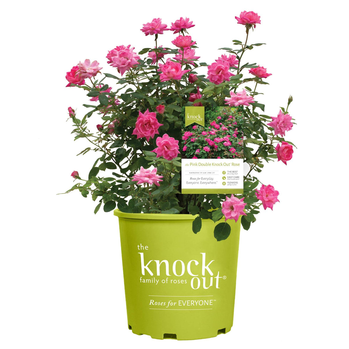 1 Gallon Knock Out Rose Double Pink Shrub