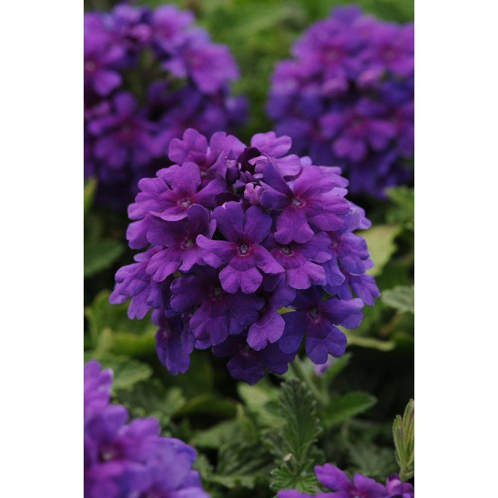 National Plant Network 2.5 Qt. Dark Purple EnduraScape Verbena Plant