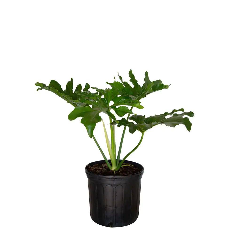 Split Leaf Philodendron 2.4 Gallon