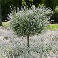 Brighter Blooms - Tri - Color Willow Tree, 4 - 5 Ft. - No Shipping to AZ