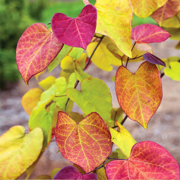 5-6 ft. - Flame Thrower Redbud Tree - Fall Color in The Summer Months