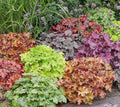 Roberta's 3PC Summer Berry Coral Bells Live Plants
