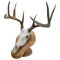Walnut Hollow Deluxe Euro Skull Display Kit