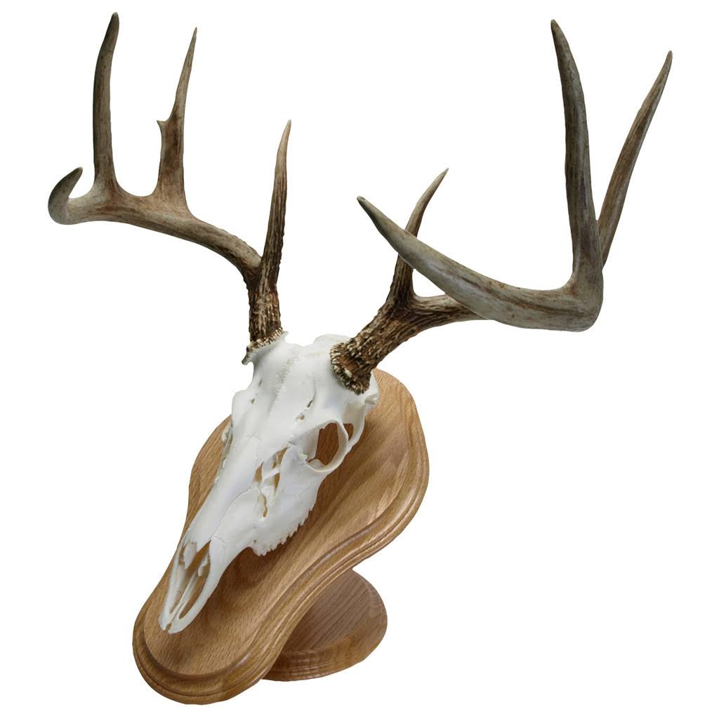 Walnut Hollow Deluxe Euro Skull Display Kit