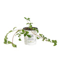 Proven Winners Happy Jack Purple Clematis Live Shrub - CLMPRC1027800