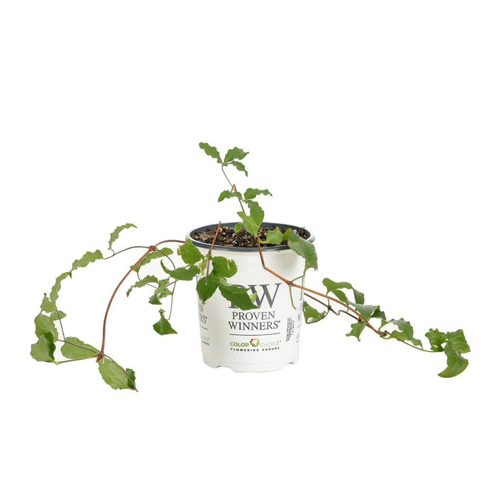 Proven Winners Happy Jack Purple Clematis Live Shrub - CLMPRC1027800
