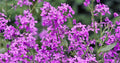 Dame's Rocket Flower Seeds,1000 Heirloom Flower Seeds per Packet, Non GMO Seeds