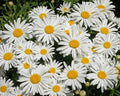 Seeds2Go Shasta Daisy Seeds Perennial Flower 5000 Seeds