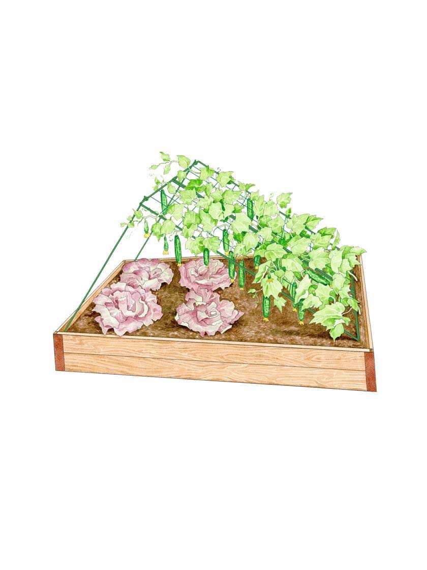 Medium Cucumber Trellis - Green