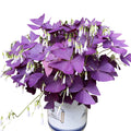 T-shin Oxalis Triangularis 10 Bulbs - Purple Shamrocks Lucky Lovely Flowers Bulbs Grows Indoor or Outdoor