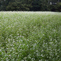 Outsidepride Buckwheat Cover Crop Seed - 5 lb