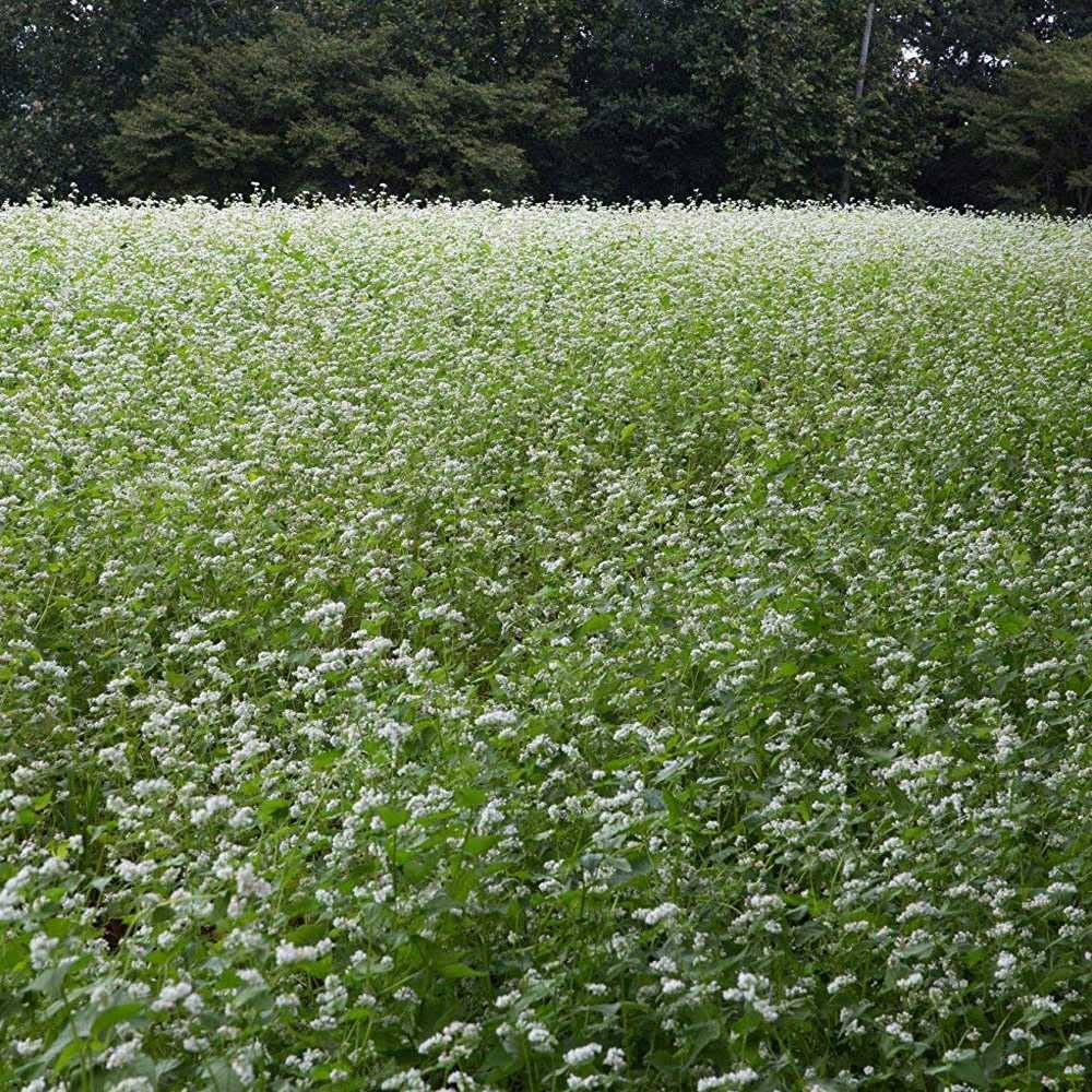 Outsidepride Buckwheat Cover Crop Seed - 5 lb