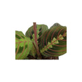 Hirt's Red Prayer Plant - Maranta - Easy to Grow House Plant - 4" Pot