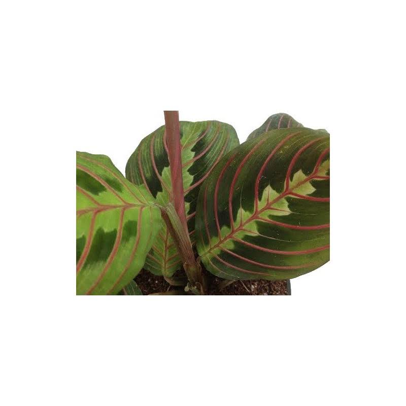Hirt's Red Prayer Plant - Maranta - Easy to Grow House Plant - 4" Pot