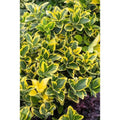 1 gal. Golden Euonymus (Japonicus Aureomarginata) Live Evergreen Shrub with Green and Gold Variegated Foliage