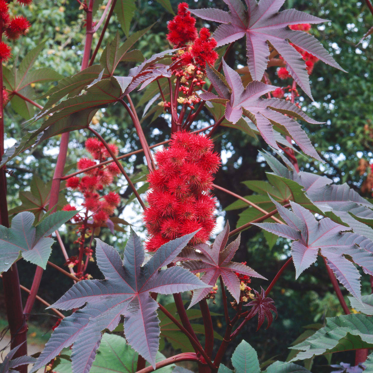 Outsidepride Castor Bean Seeds - Impala - 100 Seeds