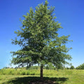 Plant Me Green LLC 5 gal. Nuttall Deciduous Oak Tree