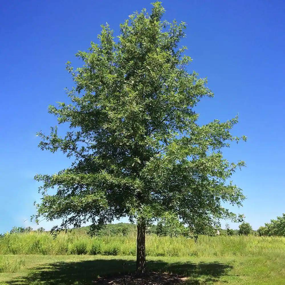 Plant Me Green LLC 5 gal. Nuttall Deciduous Oak Tree