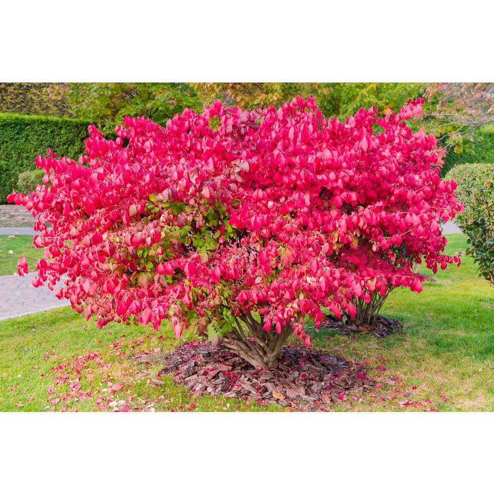 1 gal. Dwarf Burning Bush Shrub (2-Pack)