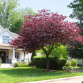 Brighter Blooms - Forest Pansy Redbud, 4-5 ft. - No Shipping to Az,or