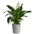 Costa Farms Peace Lily Spathiphyllum, Indoor Plant, 3 Foot, White Natural Dcor Planter